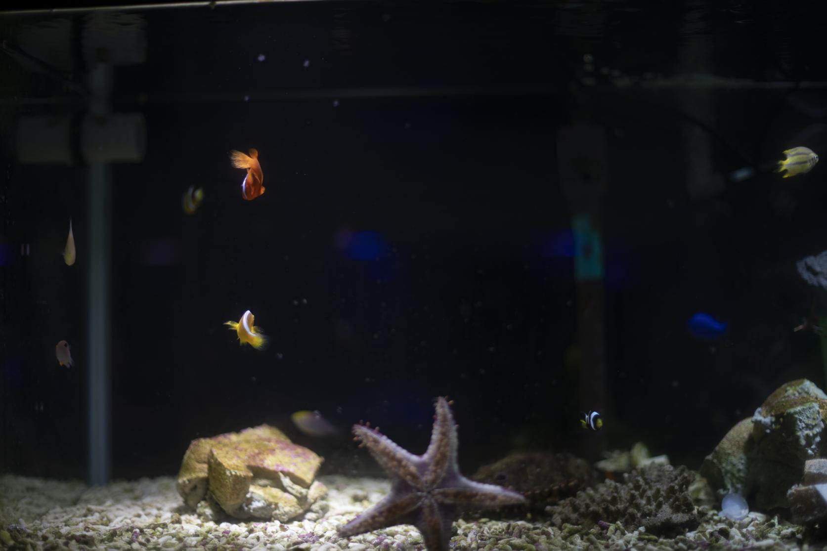 のもざきの小さな水族館 サンゴ礁の家-1