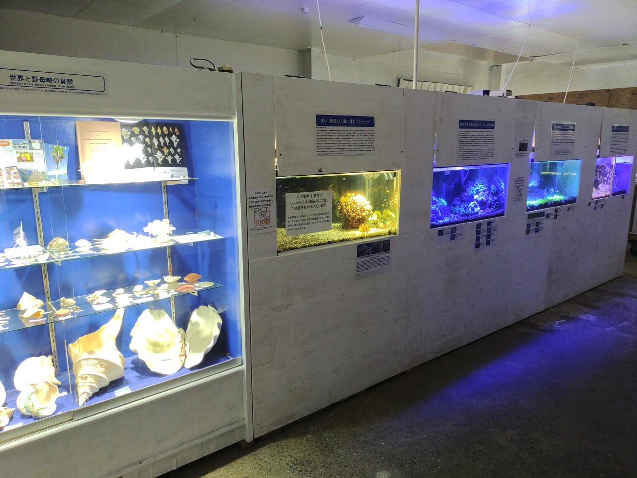 のもざきの小さな水族館 サンゴ礁の家-2