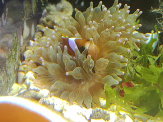 のもざきの小さな水族館 サンゴ礁の家-5