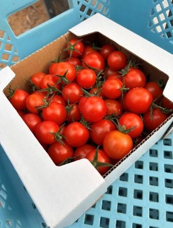 ミニトマト摘み取り体験＆食べ放題-1