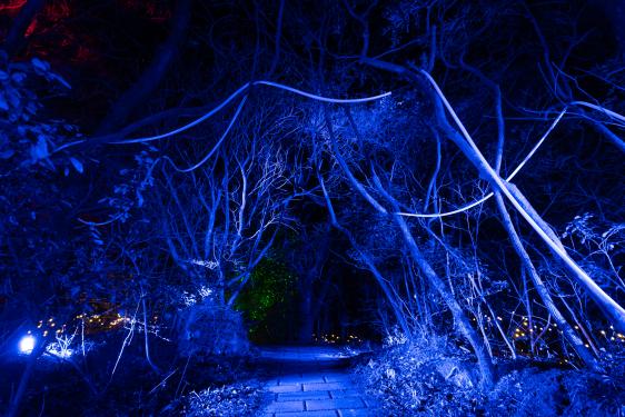 雲仙ボルケーノナイトウォーク２０２６-9