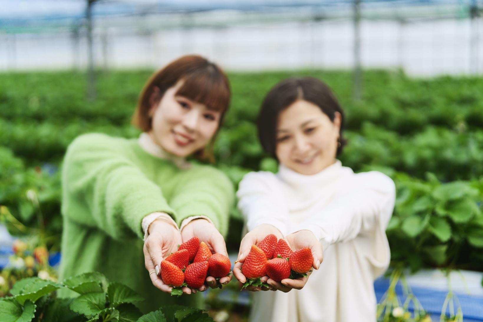 30分食べ放題！完熟いちご狩り体験-1