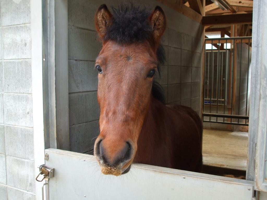 目保呂ダム馬事公園-1