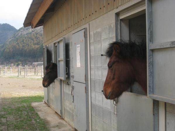 目保呂ダム馬事公園-3