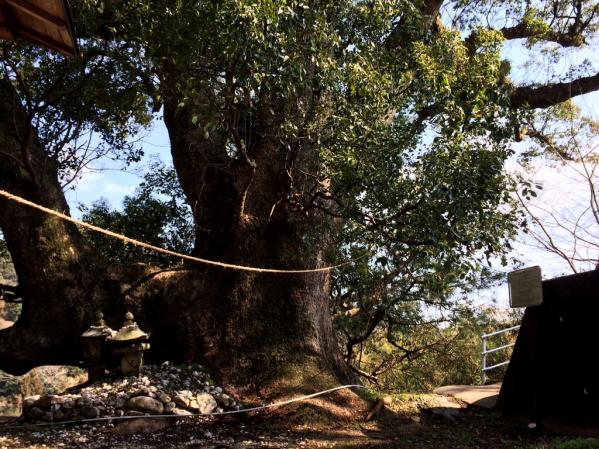 竃（かまど）神社の大クス-1