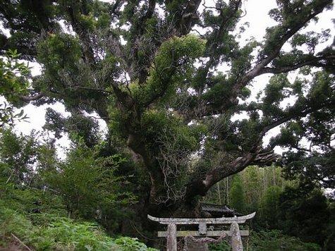 竃（かまど）神社の大クス-1