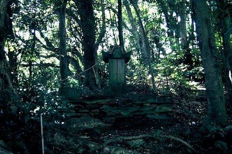 宮摺山ン神の社叢（みやずりやまんかみのしゃそう）-0