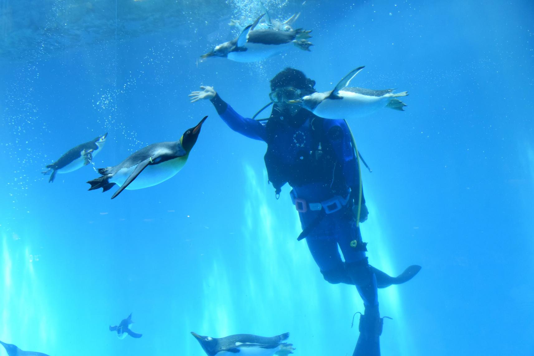 나가사키 펭귄 수족관 (長崎ペンギン水族館)-5