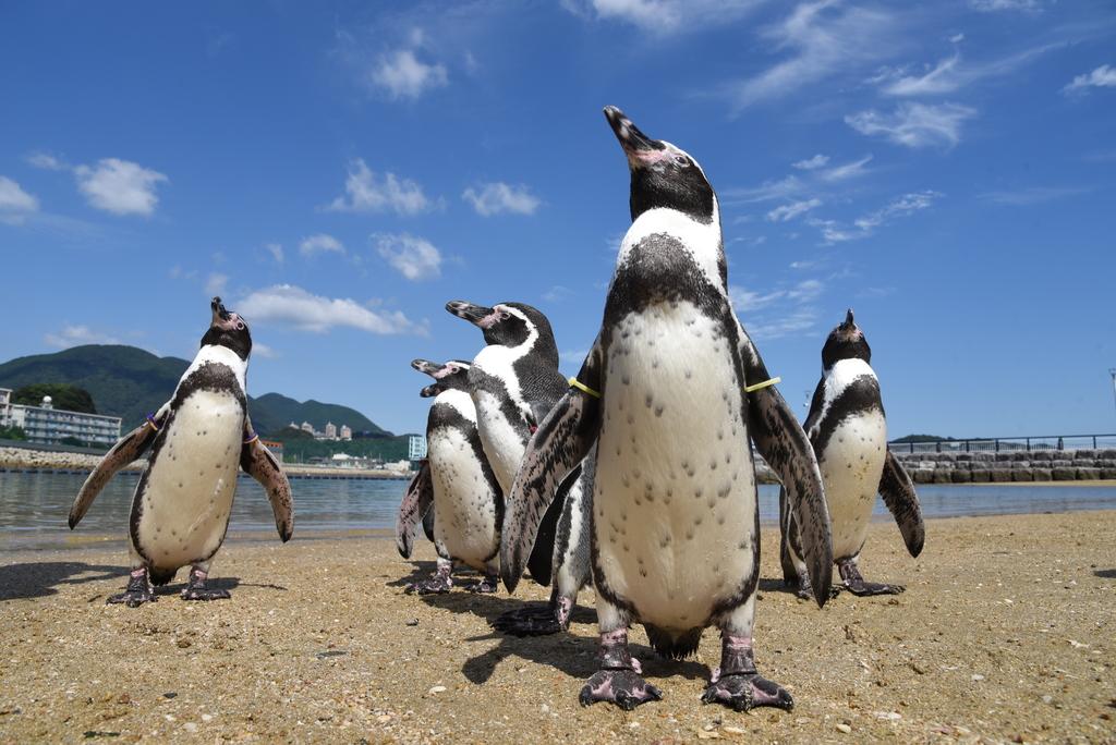 長崎ペンギン水族館 観光スポット 公式 長崎観光 旅行ポータルサイト ながさき旅ネット 長崎ペンギン水族館 観光スポット 公式 長崎観光 旅行ポータルサイト ながさき旅ネット