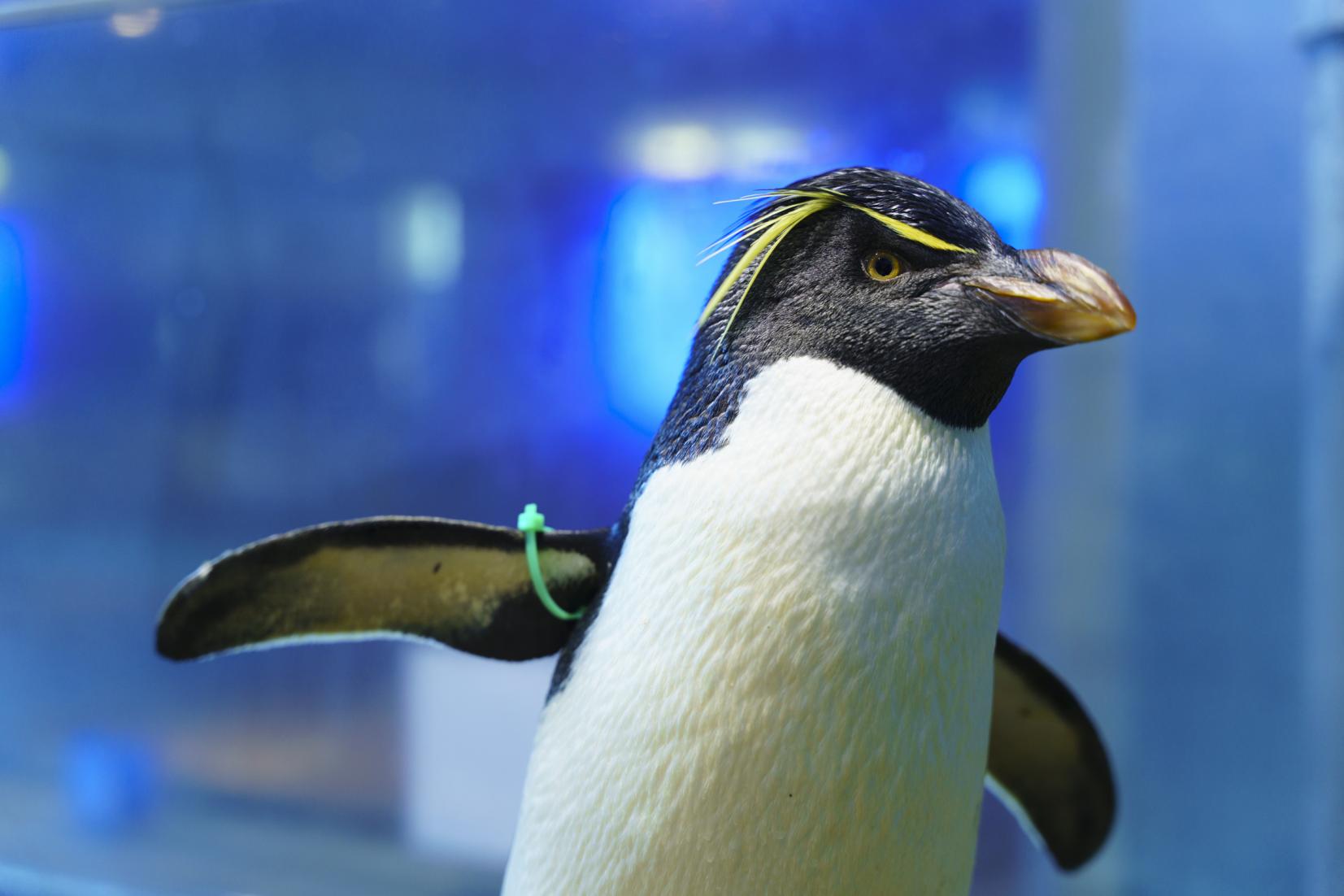 長崎企鵝水族館-1