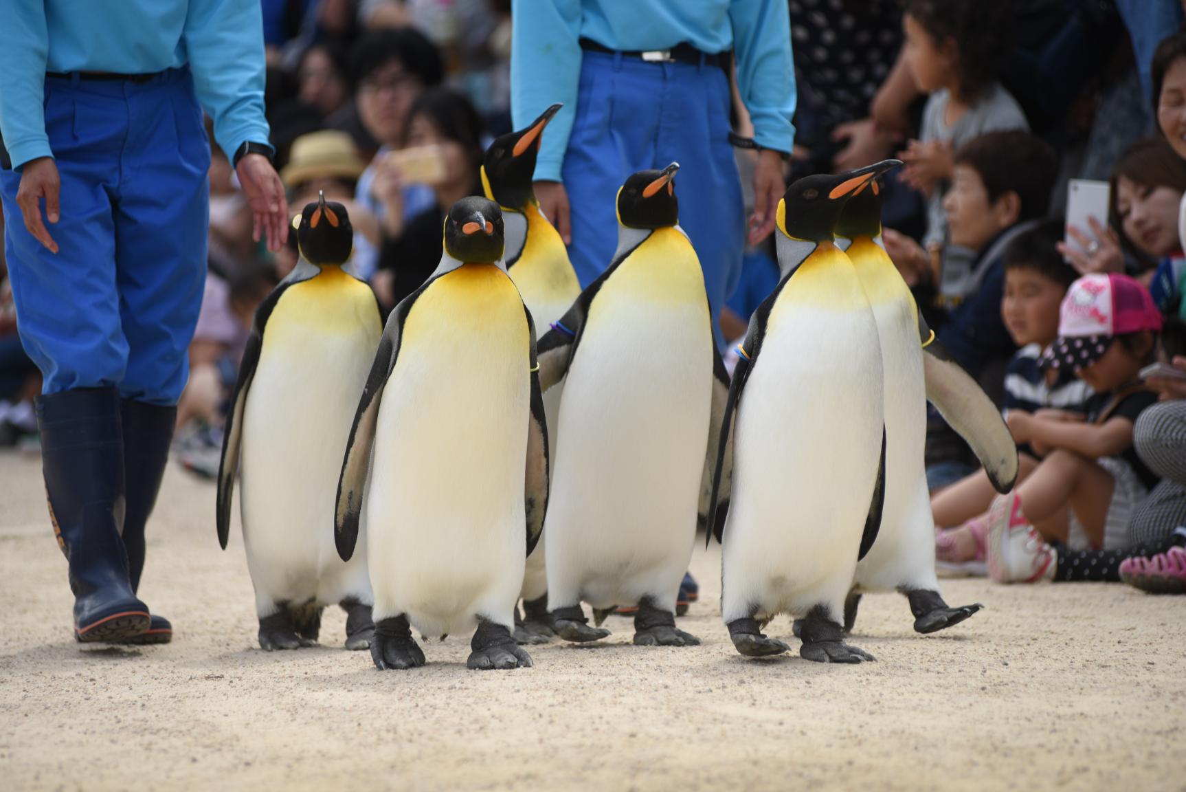 【第2天】長崎企鵝水族館-1