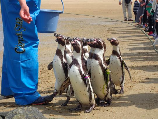 나가사키 펭귄 수족관 (長崎ペンギン水族館)-7