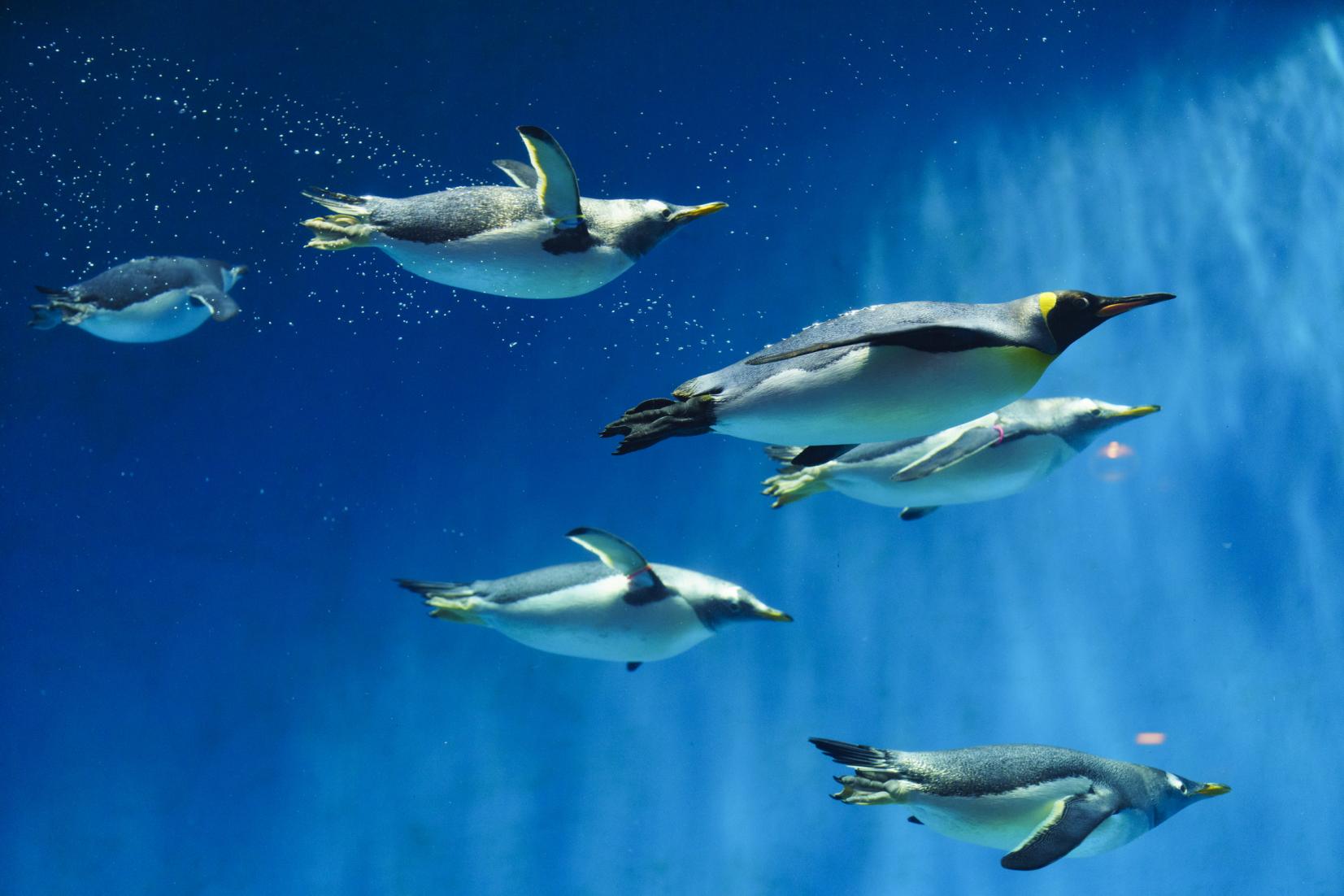 長崎ペンギン水族館 観光スポット 公式 長崎観光 旅行ポータルサイト ながさき旅ネット 長崎ペンギン水族館 観光スポット 公式 長崎観光 旅行ポータルサイト ながさき旅ネット