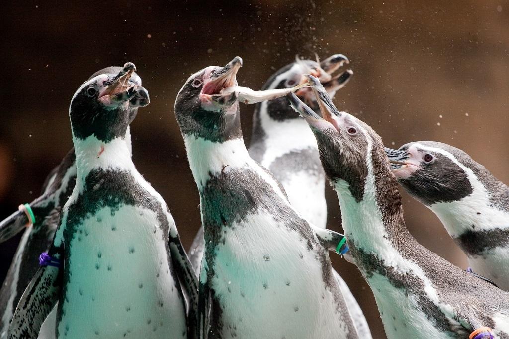 長崎ペンギン水族館 観光スポット 公式 長崎観光 旅行ポータルサイト ながさき旅ネット 長崎ペンギン水族館 観光スポット 公式 長崎観光 旅行ポータルサイト ながさき旅ネット