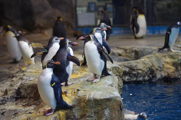 長崎ペンギン水族館-3