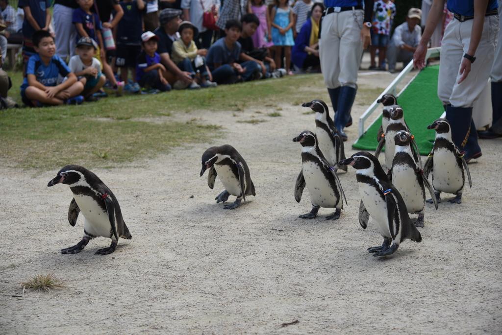 長崎ペンギン水族館 観光スポット 公式 長崎観光 旅行ポータルサイト ながさき旅ネット 長崎ペンギン水族館 観光スポット 公式 長崎観光 旅行ポータルサイト ながさき旅ネット