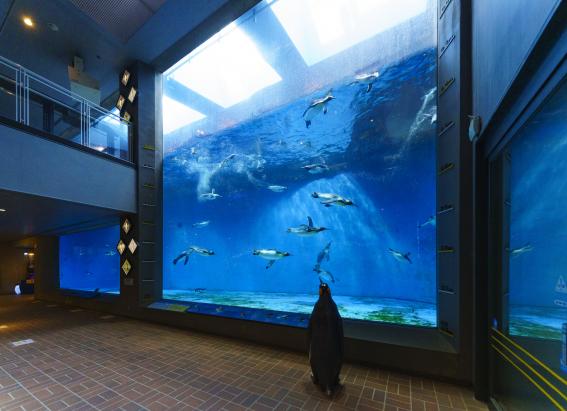 Nagasaki Penguin Aquarium-8