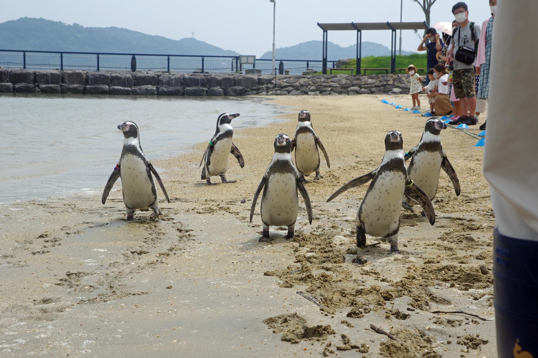 長崎ペンギン水族館-6