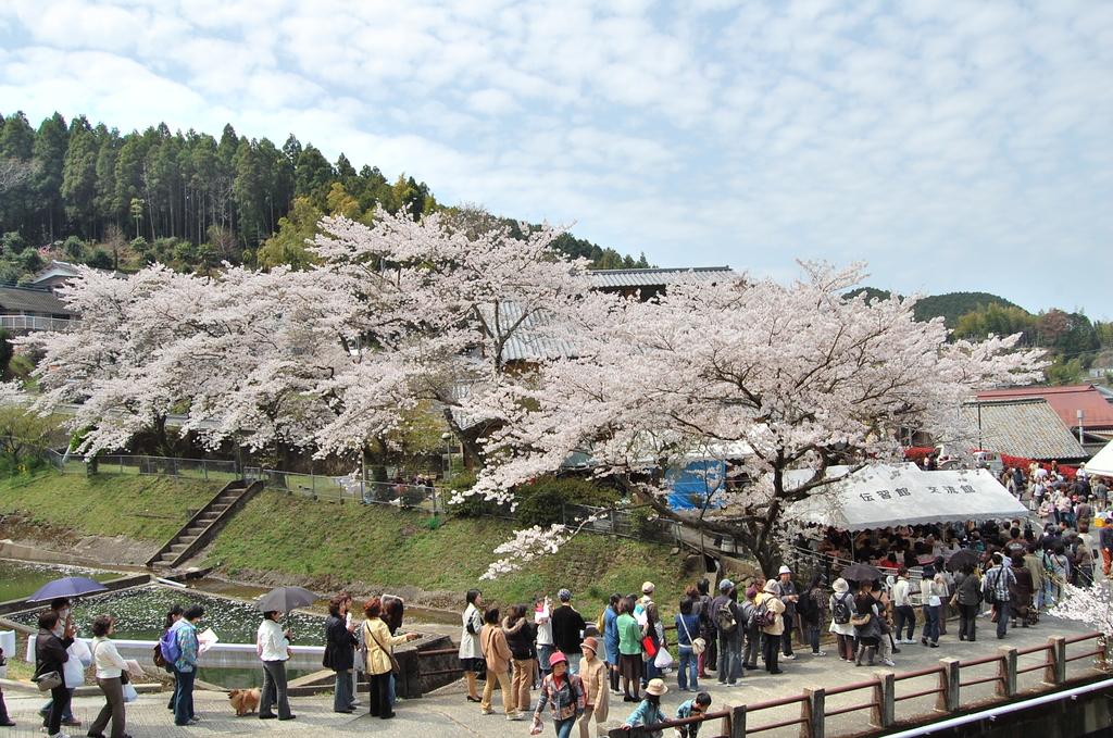 中尾山　桜陶祭