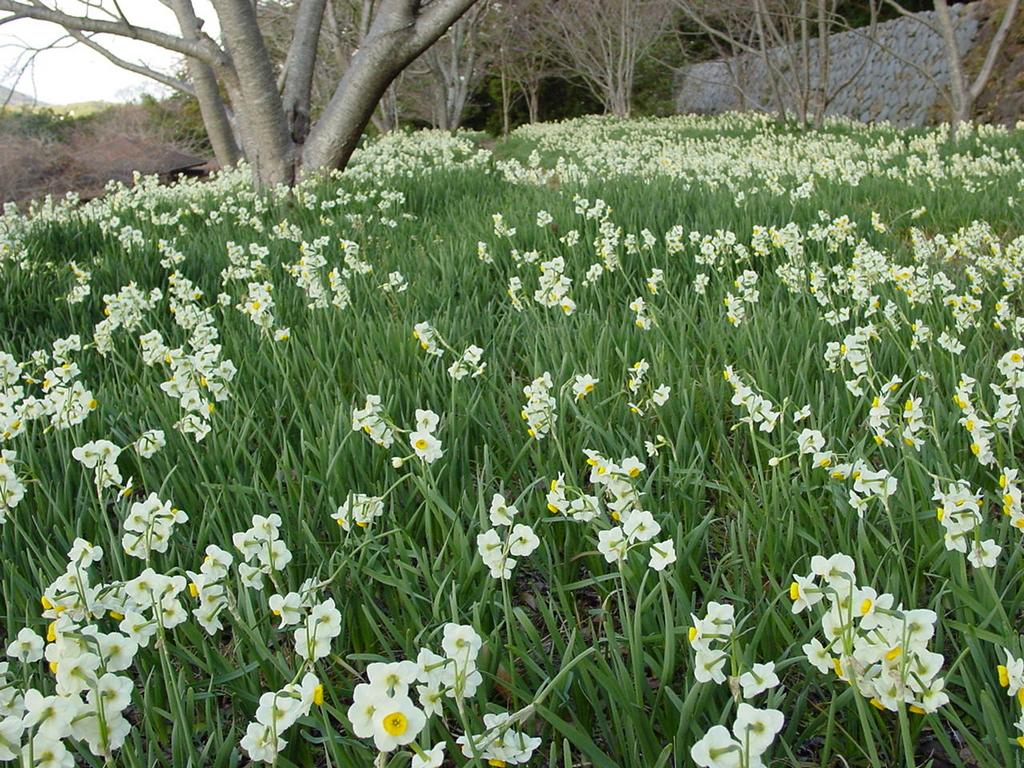 花の森公園-2