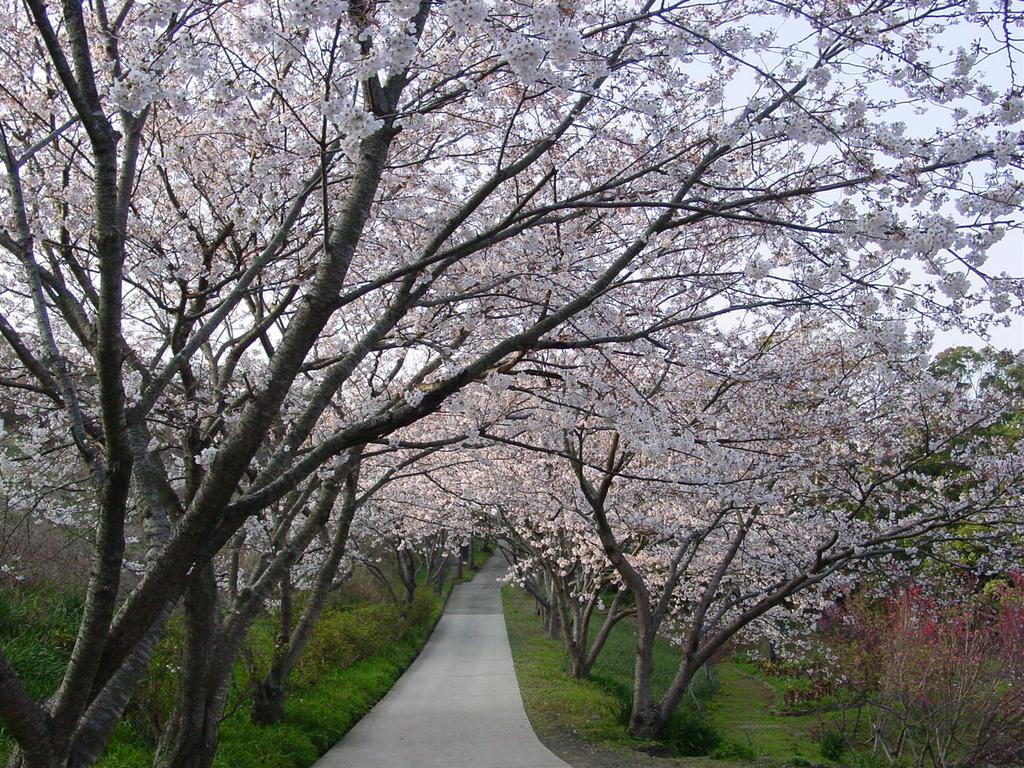 花の森公園-1