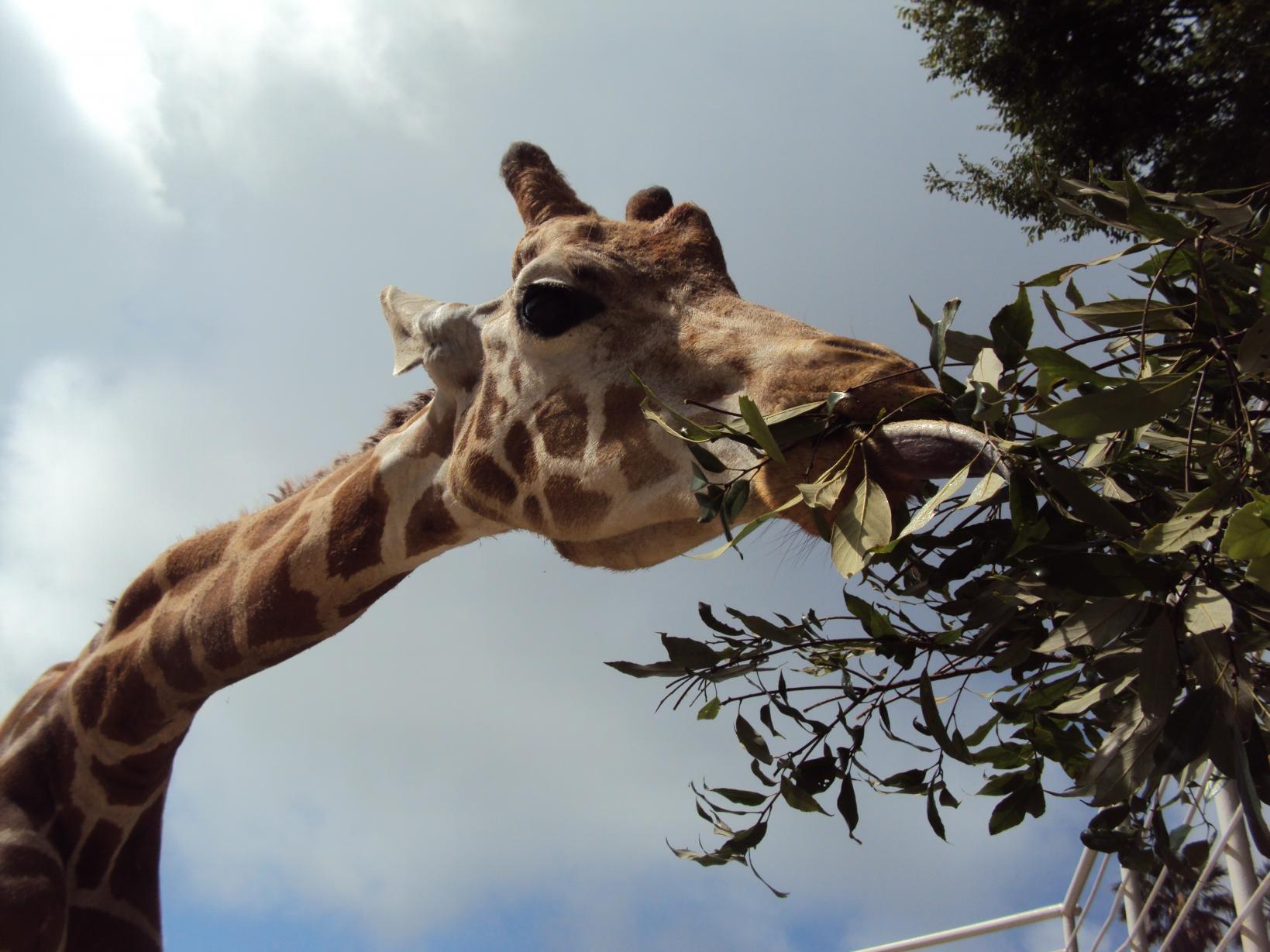 九十九島動植物園森きらら | 観光スポット | 【公式】長崎観光/旅行