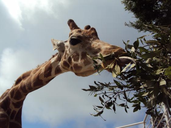 九十九島動植物園森閃閃-3