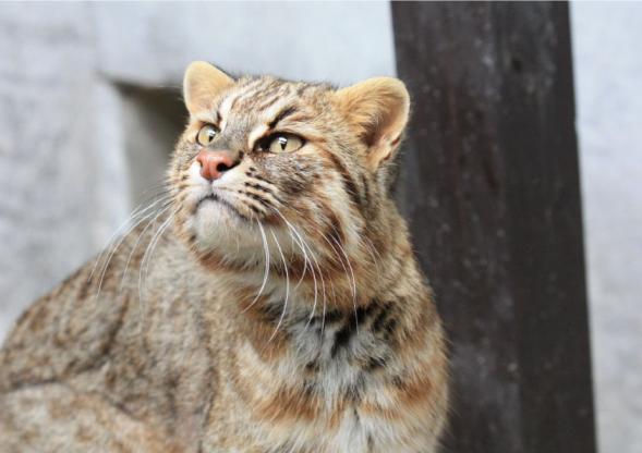 九十九島動植物園森閃閃-5
