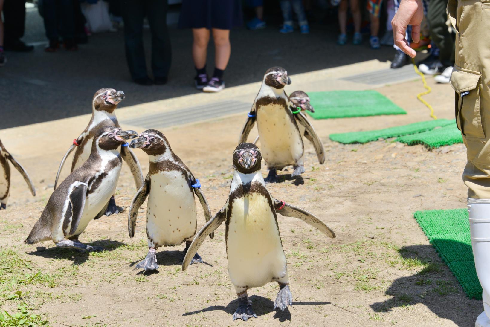 九十九島動植物園森閃閃-2