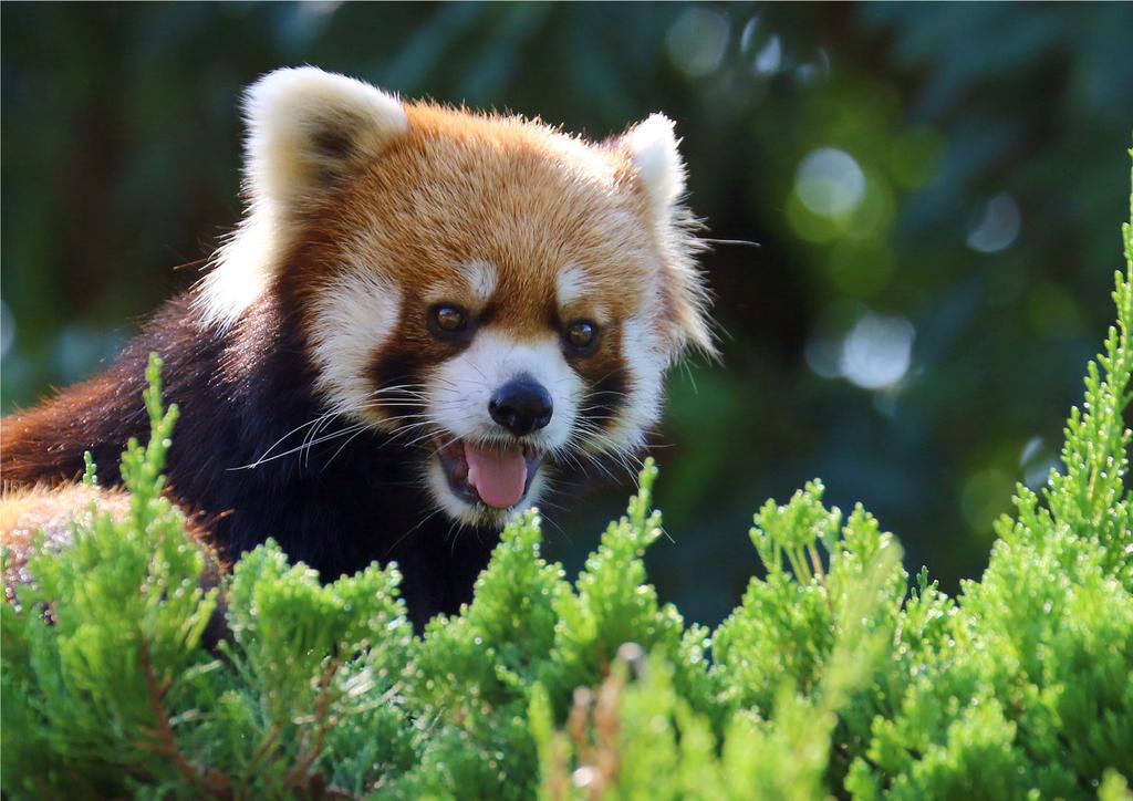 九十九島動植物園森きらら 観光スポット 公式 長崎観光 旅行ポータルサイト ながさき旅ネット