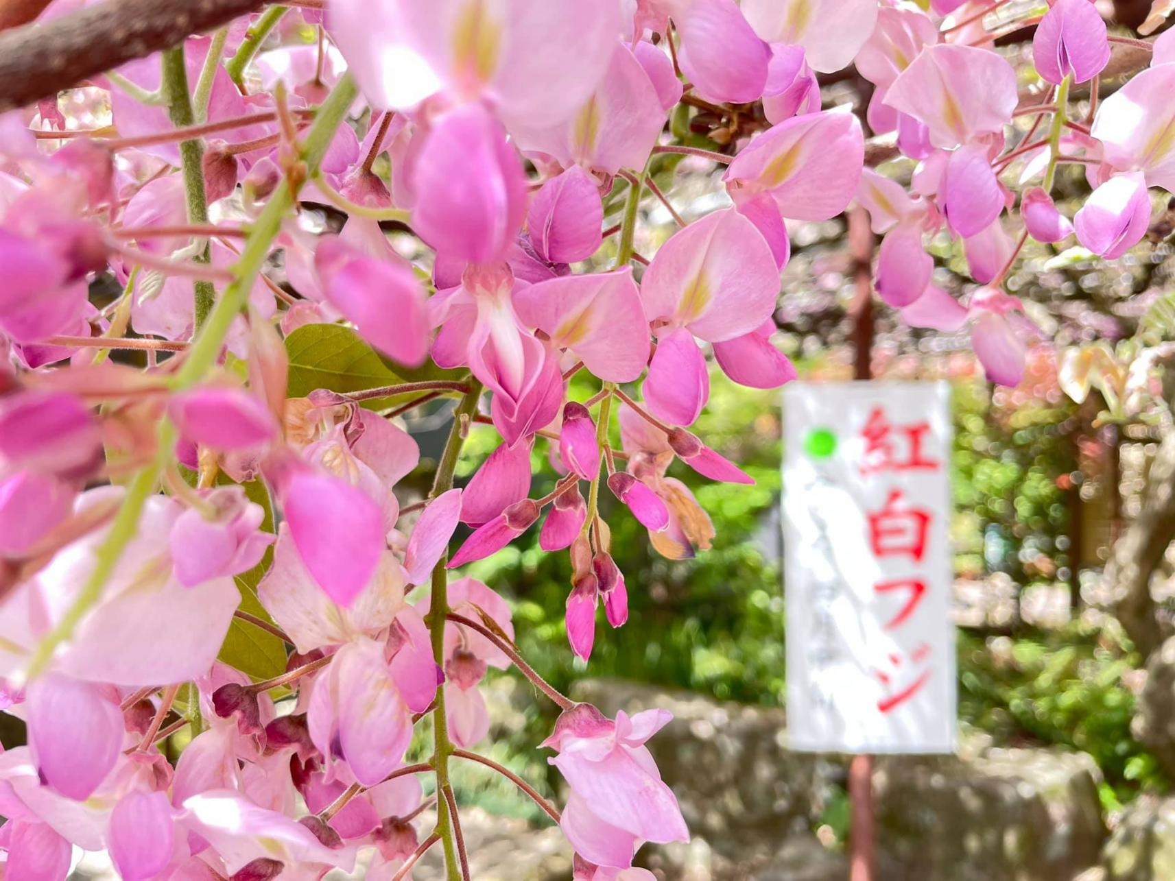 藤山神社-8