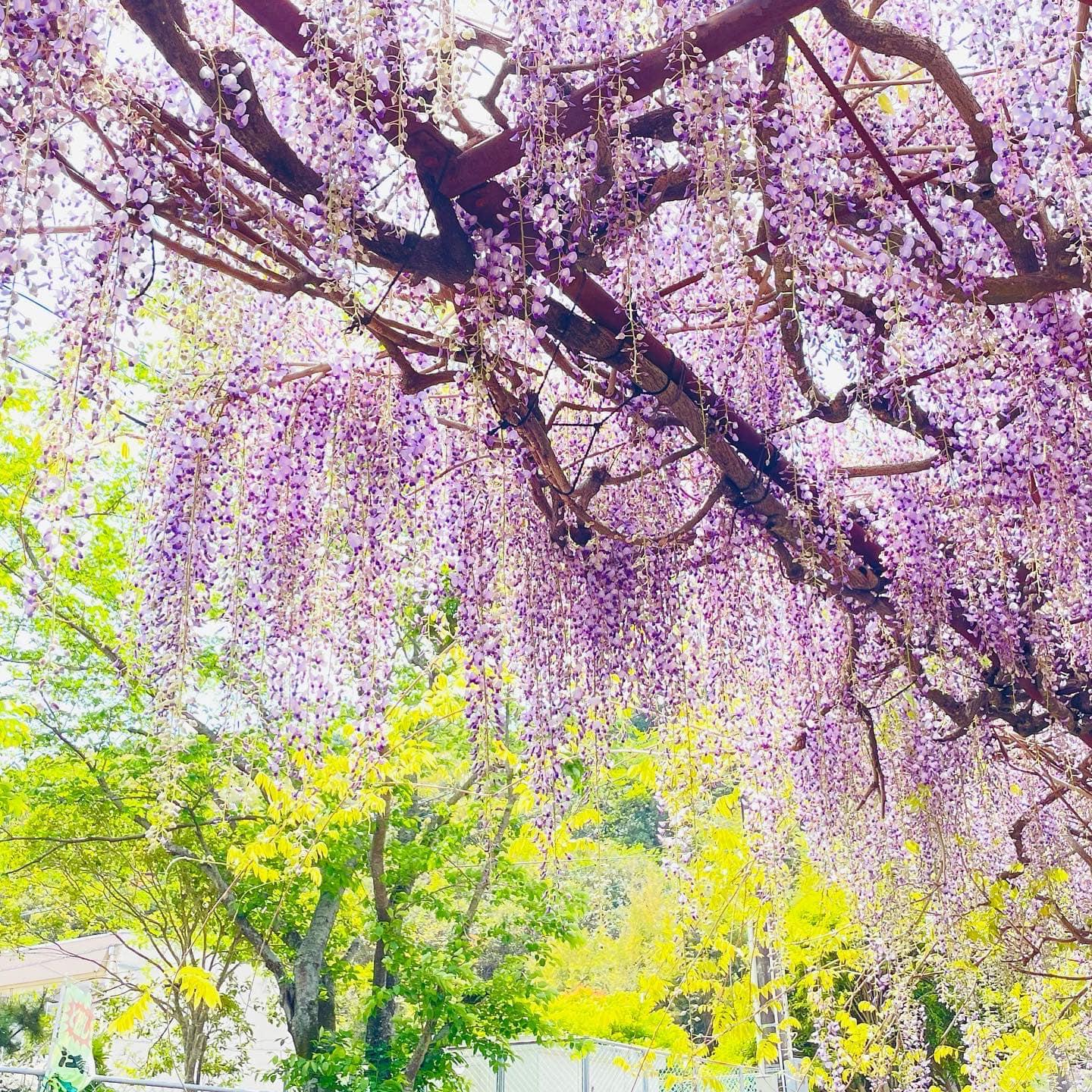 藤山神社-1