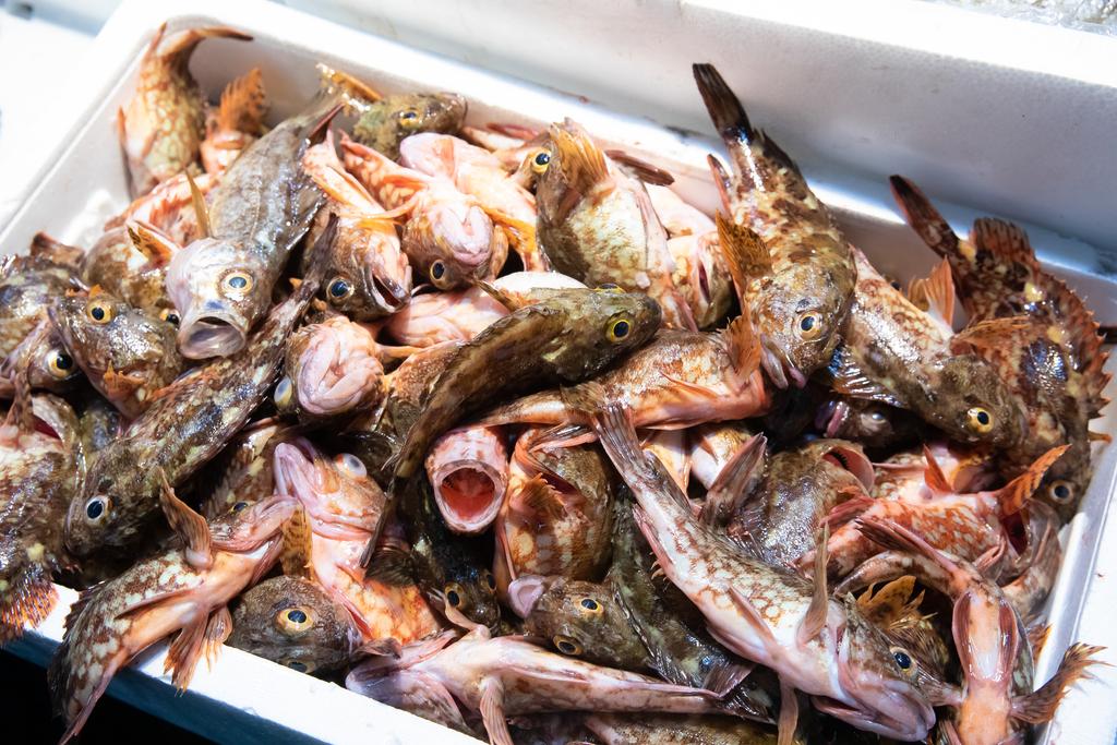 Sasebo Morning Market-5