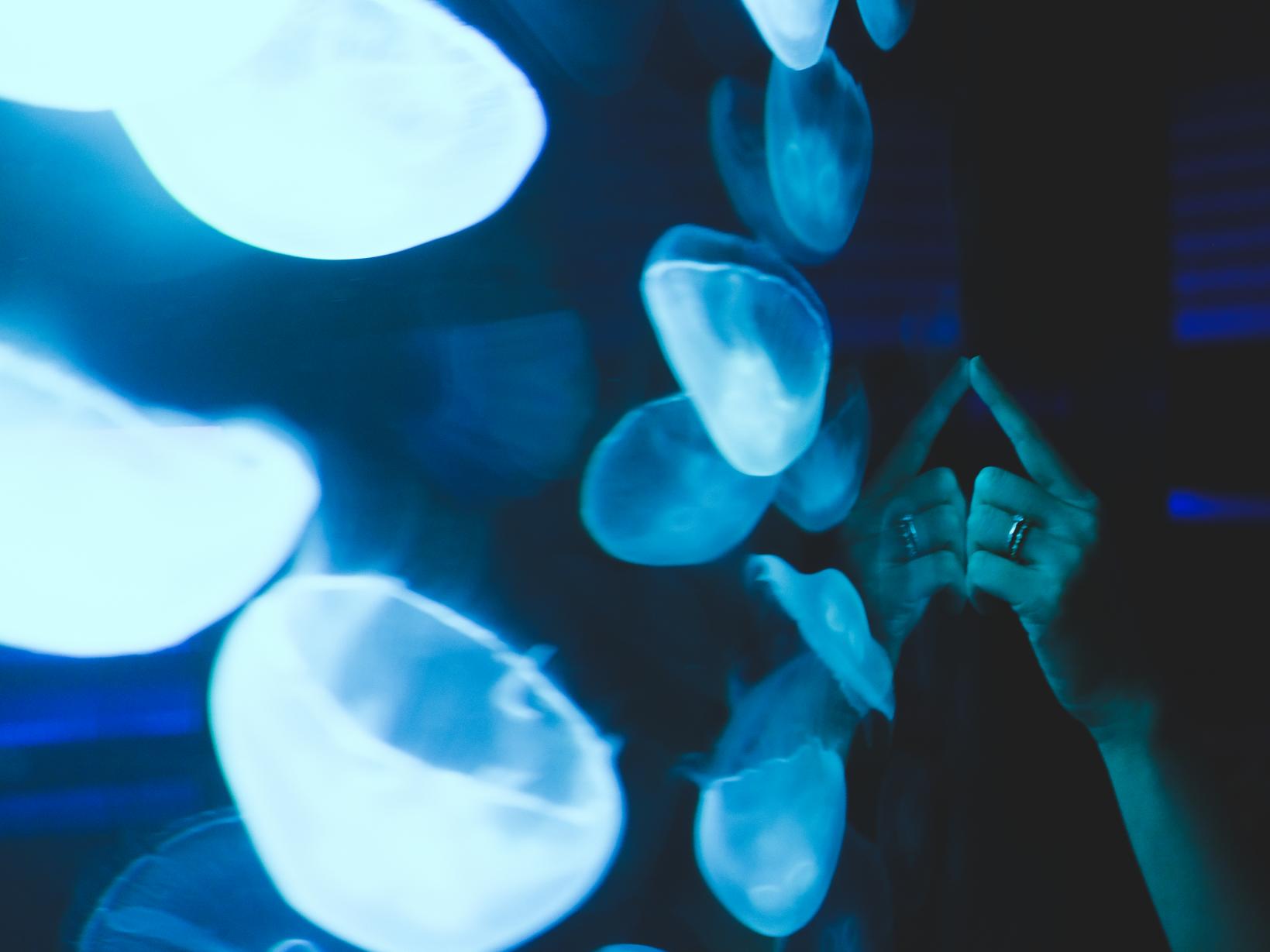 Kujukushima Aquarium Umi-Kirara-1