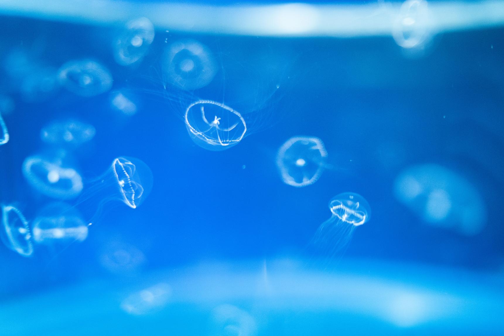 Kujukushima Aquarium Umi-Kirara-4