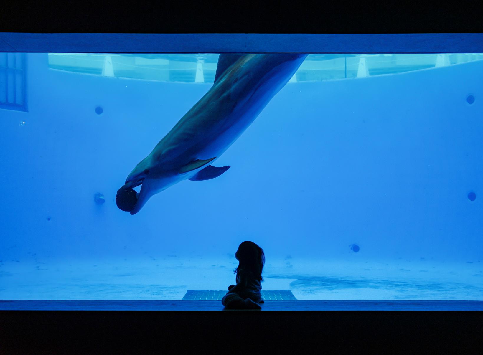 Kujukushima Aquarium Umi-Kirara-7