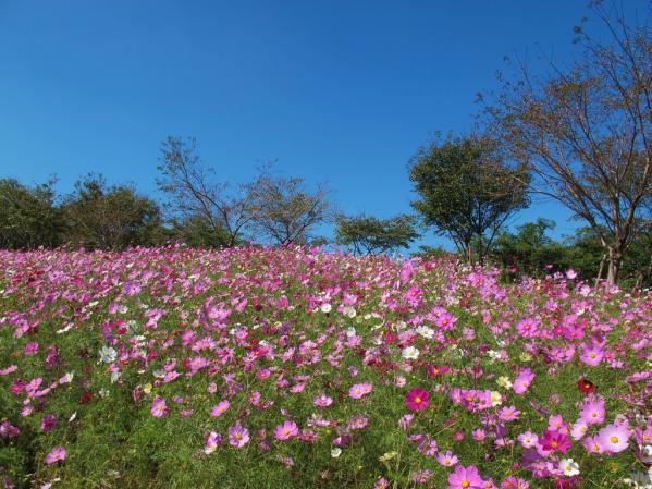 白木峰高原-2