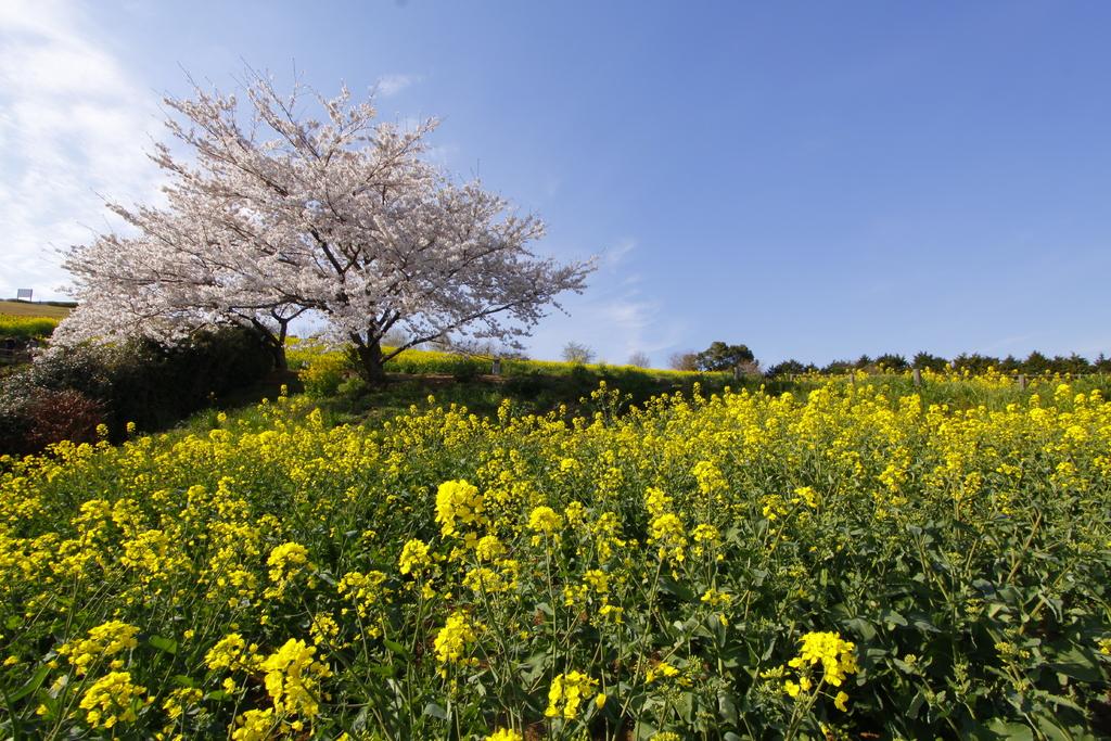 白木峰高原-1