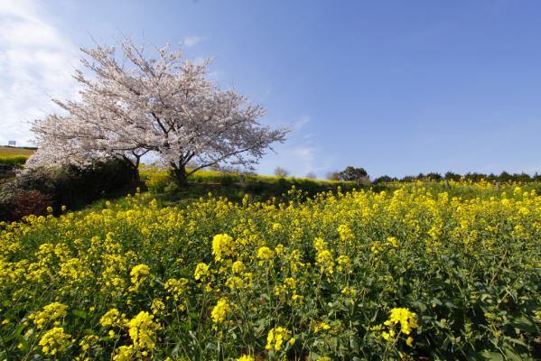 白木峰高原-1
