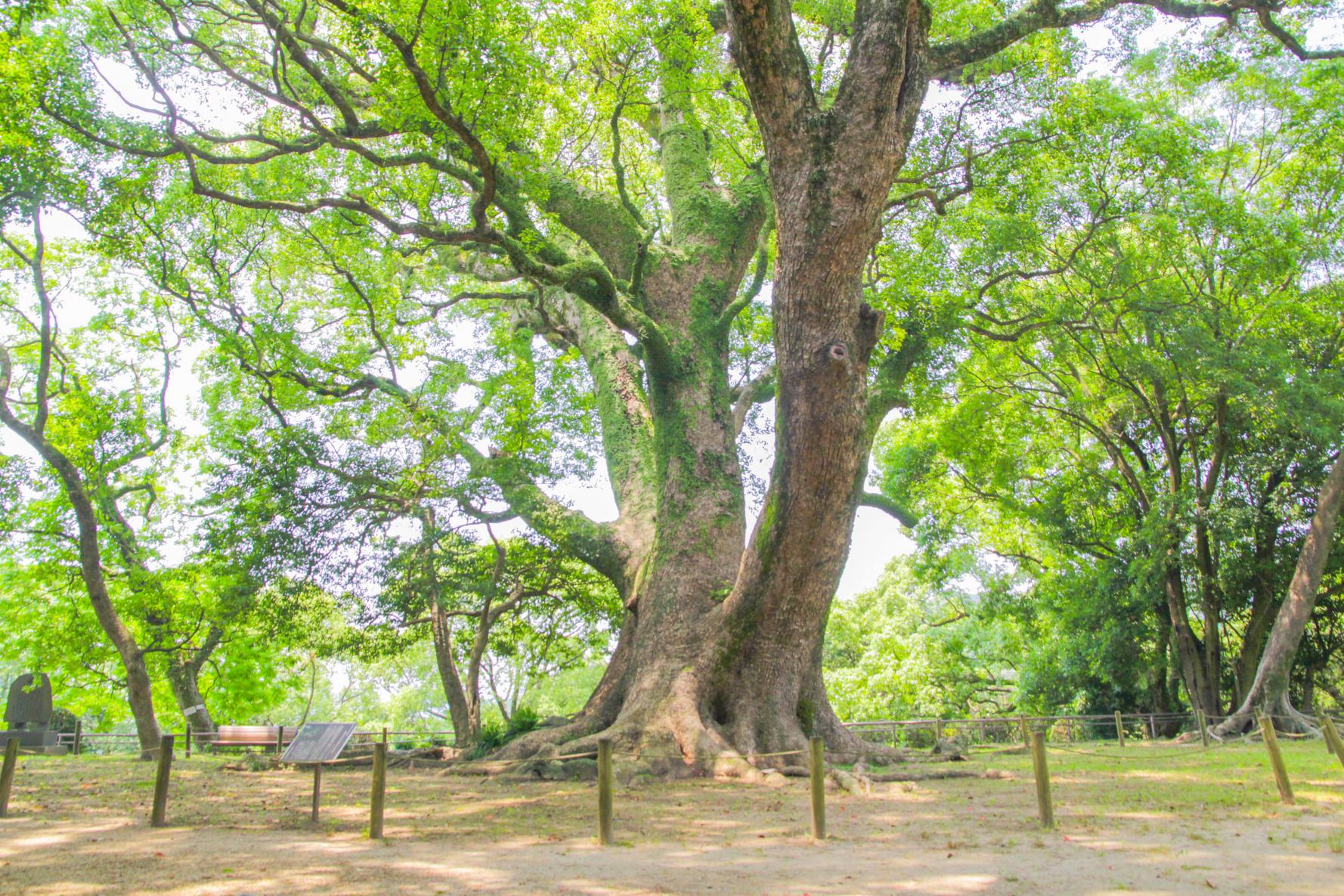 諫早公園-5