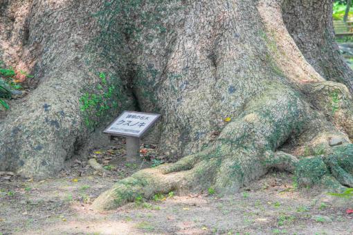 諫早公園-6