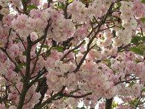 大村神社のオオムラザクラ（国指定天然記念物）-1