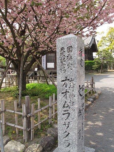 大村神社のオオムラザクラ（国指定天然記念物）-0