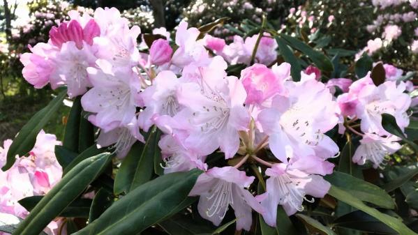 不老山花と光のフェスタ-4