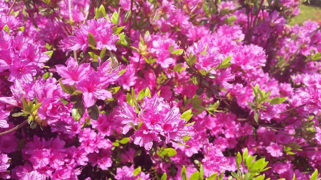 不老山花と光のフェスタ-3