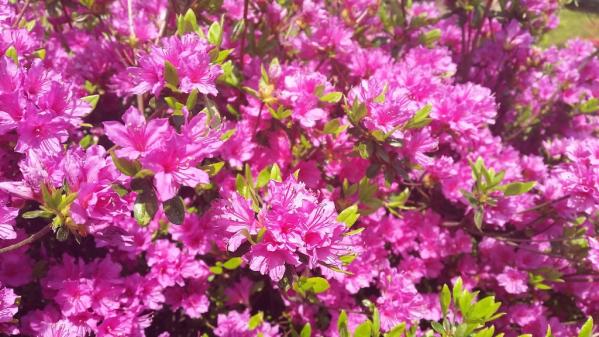 不老山花と光のフェスタ-3