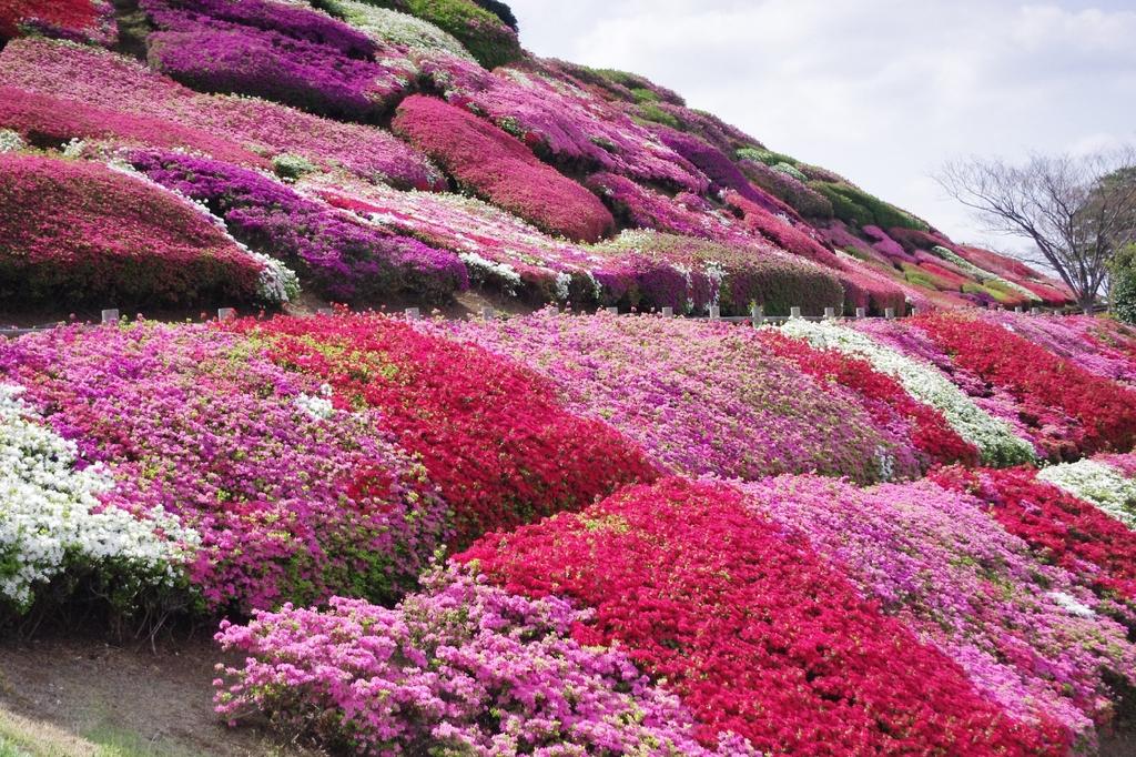 不老山花と光のフェスタ-1