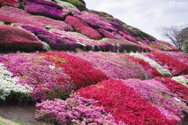 不老山花と光のフェスタ-1