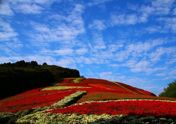 不老山花と光のフェスタ-2