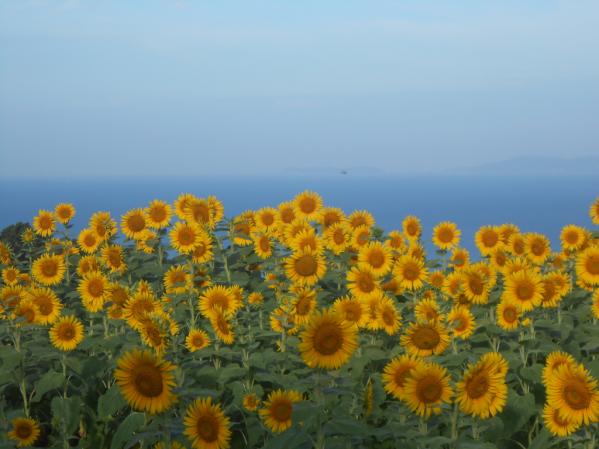 南島原ひまわり畑-3